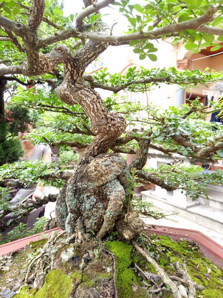 Cây[-]"cần[-]thăng”[-]có[-]giá[-]nghìn[-]đô?